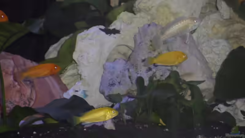 Besatz im Aquarium Becken 25630 von Gerhard Zechner (21)