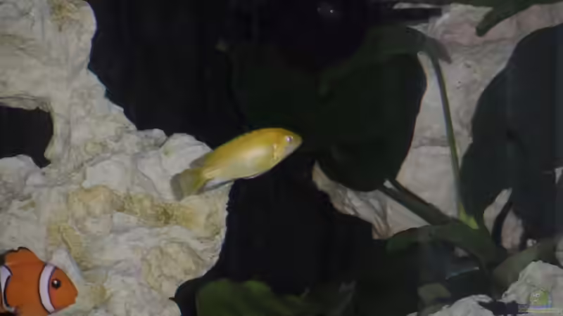 Besatz im Aquarium Becken 25630 von Gerhard Zechner (22)