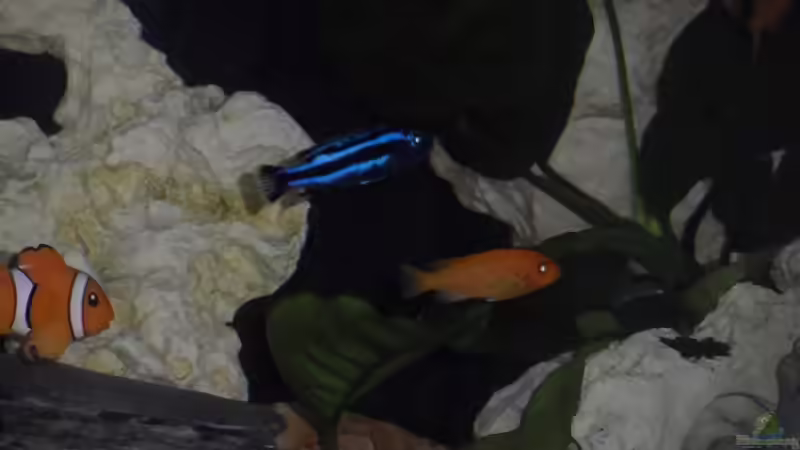 Besatz im Aquarium Becken 25630 von Gerhard Zechner (23)