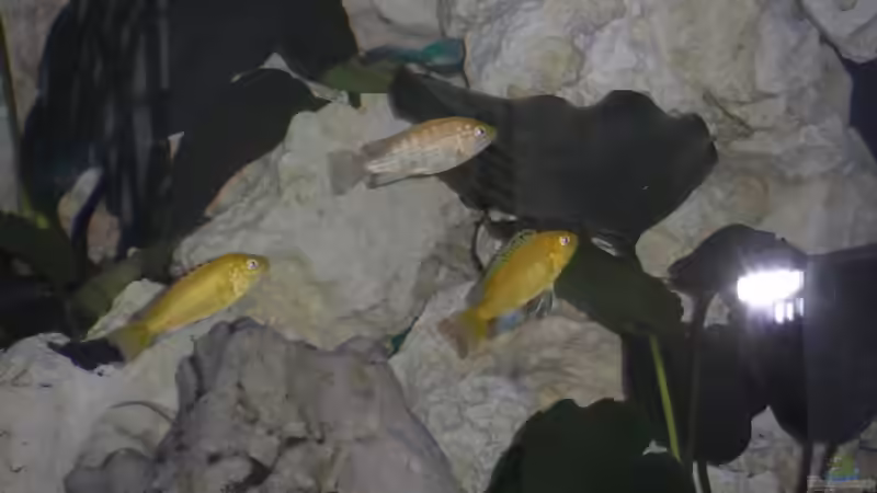 Besatz im Aquarium Becken 25630 von Gerhard Zechner (25)