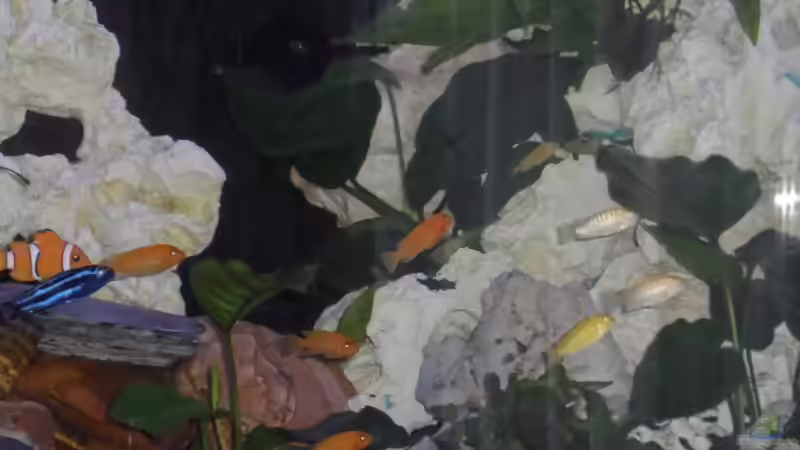 Besatz im Aquarium Becken 25630 von Gerhard Zechner (27)