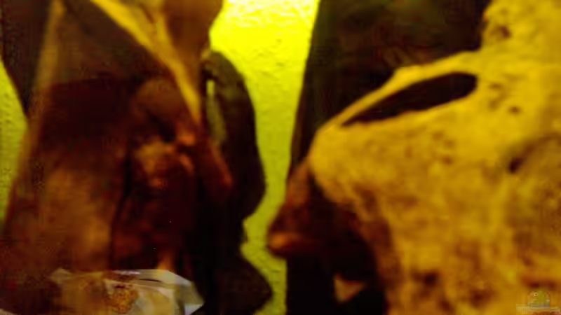 Besatz im Aquarium Becken 257 von Monika Panksy (12)