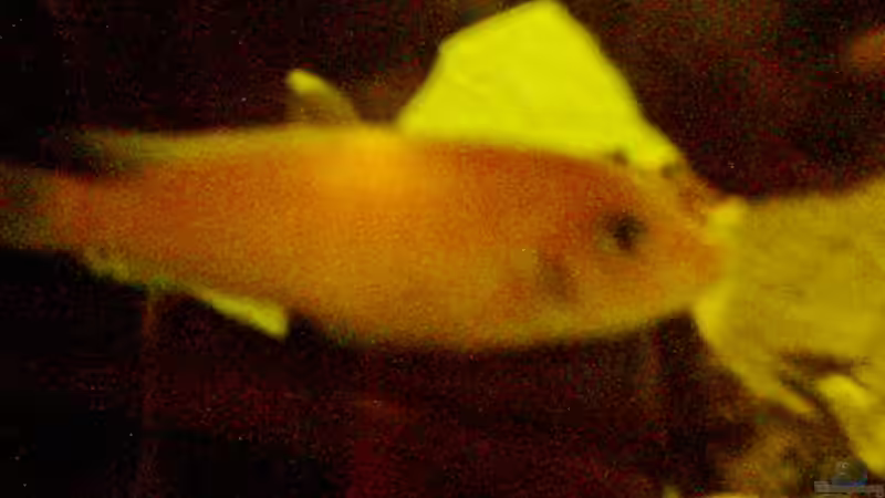 Besatz im Aquarium Becken 257 von Monika Panksy (13)