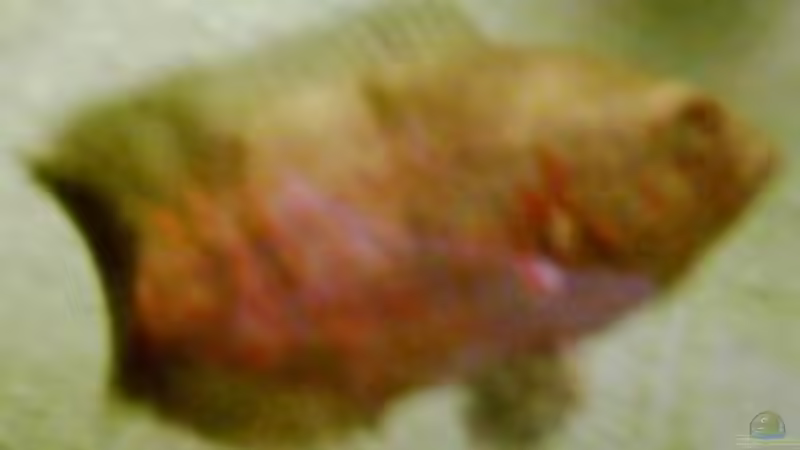 Besatz im Aquarium Becken 257 von Monika Panksy (15)