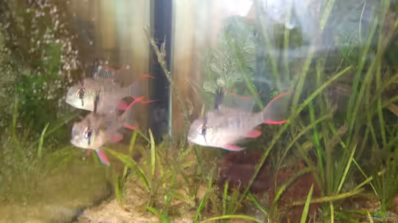 Besatz im Aquarium Becken 25713 von Süsswasserskipper (3)