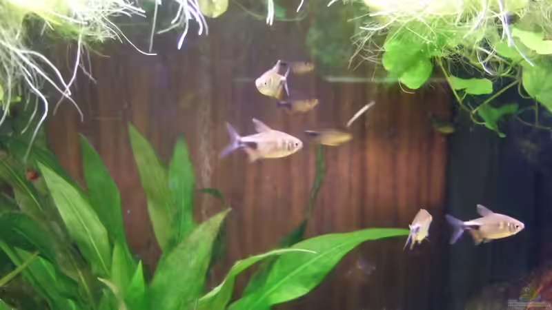 Besatz im Aquarium Becken 25713 von Süsswasserskipper (4)