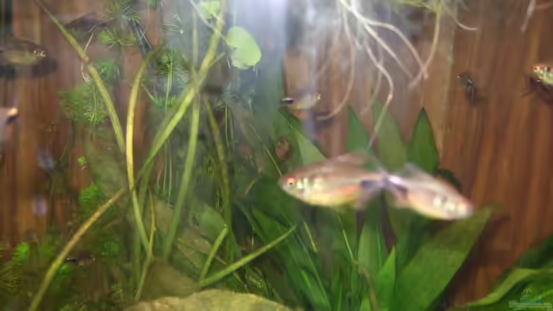 Besatz im Aquarium Becken 25713 von Süsswasserskipper (5)