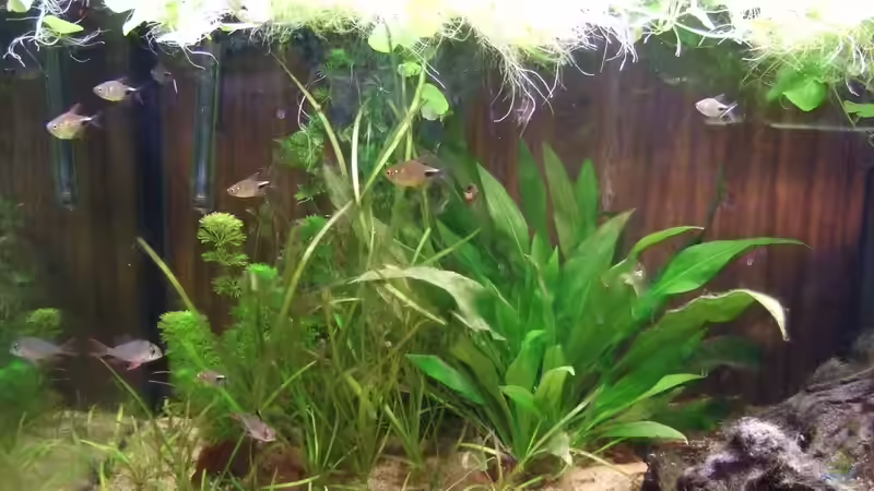 Besatz im Aquarium Becken 25713 von Süsswasserskipper (6)