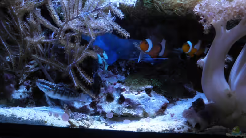 Besatz im Aquarium Becken 25777 von Seewasserpanscher (30)