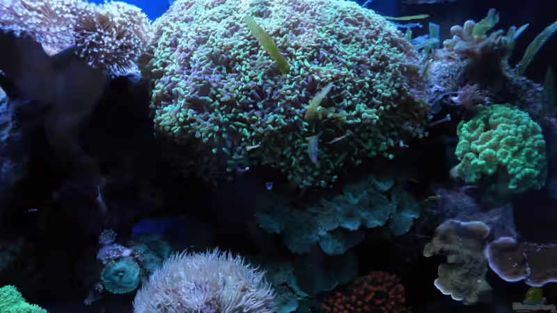 Besatz im Aquarium Becken 25777 von Seewasserpanscher (31)