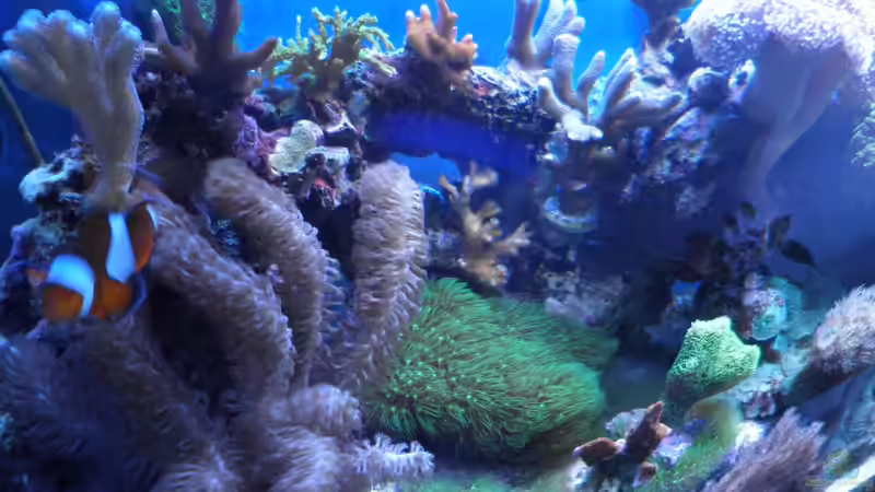 Besatz im Aquarium Becken 25777 von Seewasserpanscher (32)