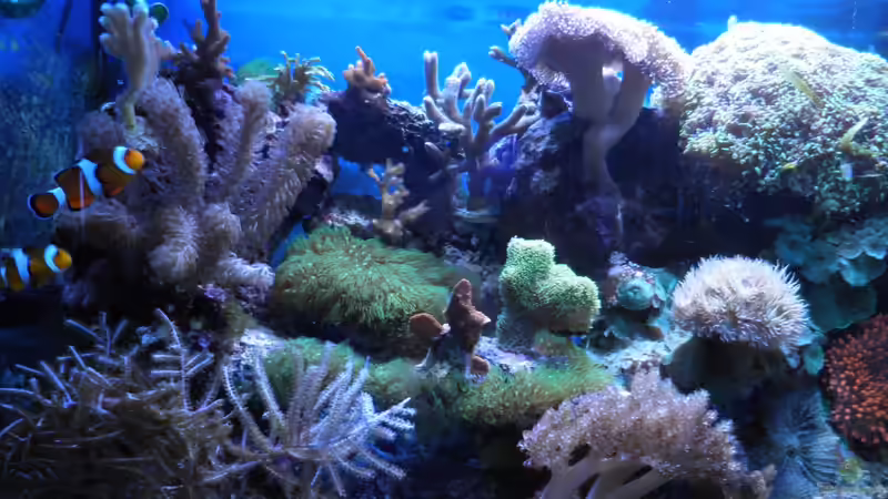 Besatz im Aquarium Becken 25777 von Seewasserpanscher (33)