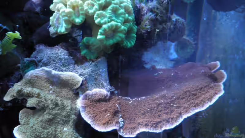 Besatz im Aquarium Becken 25777 von Seewasserpanscher (34)