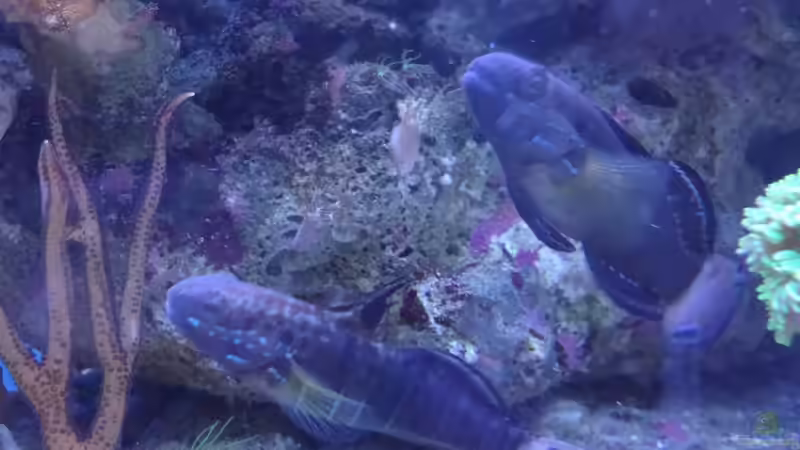 Besatz im Aquarium Becken 25777 von Seewasserpanscher (37)