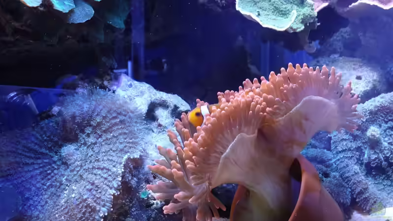 Besatz im Aquarium Becken 25777 von Seewasserpanscher (38)