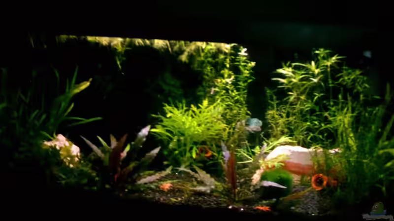 Besatz im Aquarium Becken 2581 von Lydia Schneider (5)