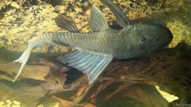 Besatz im Aquarium Becken 25933 von American Stone (26)