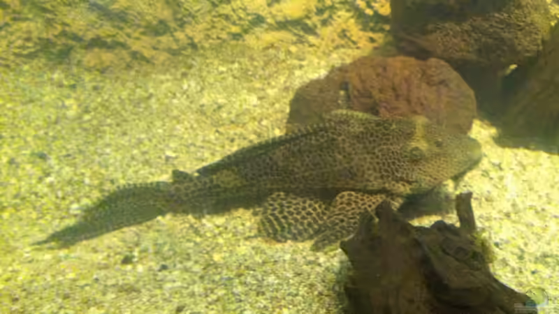 Besatz im Aquarium Becken 25933 von American Stone (27)