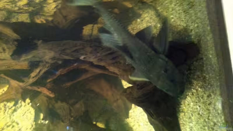 Besatz im Aquarium Becken 25933 von American Stone (28)