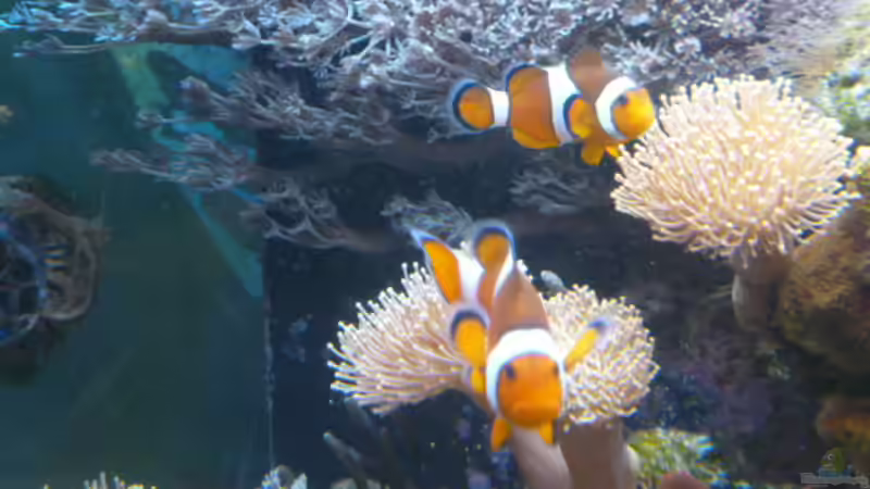 Besatz im Aquarium Becken 25974 von Michael Jünger (13)