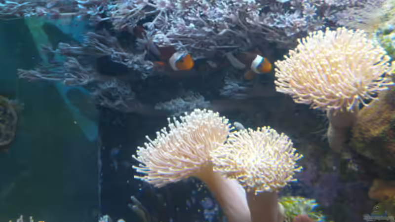 Besatz im Aquarium Becken 25974 von Michael Jünger (14)