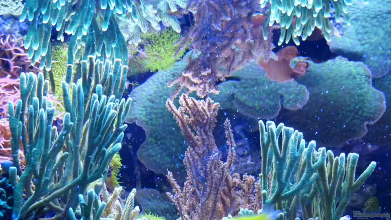 Besatz im Aquarium Becken 25999 von Leni13 (28)