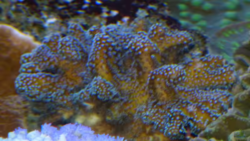 Besatz im Aquarium Becken 25999 von Leni13 (33)