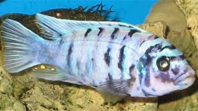 Besatz im Aquarium Becken 260 von Rodney Kolbusa (7)