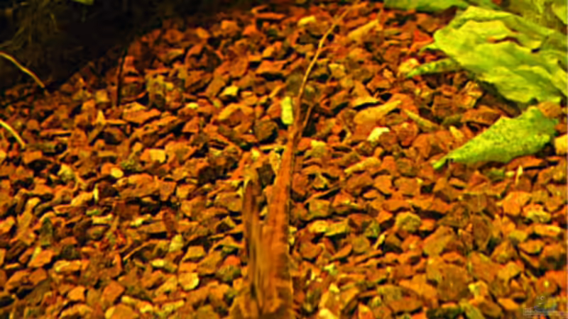 Besatz im Aquarium Becken 2601 von Kirsten Schieß (6)