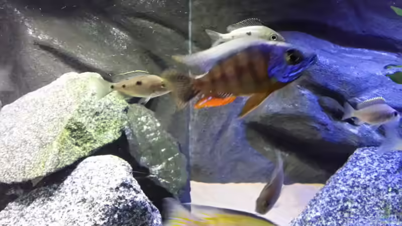 Besatz im Aquarium Becken 26057 von Udo Lehr (42)