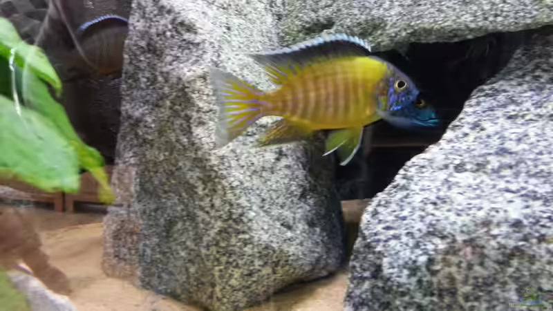 Besatz im Aquarium Becken 26057 von Udo Lehr (43)