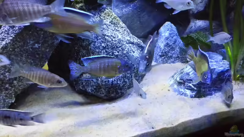 Besatz im Aquarium Becken 26057 von Udo Lehr (44)