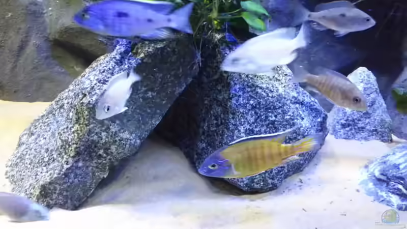 Besatz im Aquarium Becken 26057 von Udo Lehr (46)