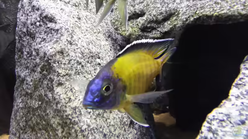 Besatz im Aquarium Becken 26057 von Udo Lehr (47)