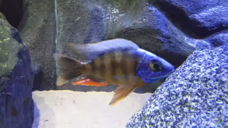 Besatz im Aquarium Becken 26057 von Udo Lehr (48)