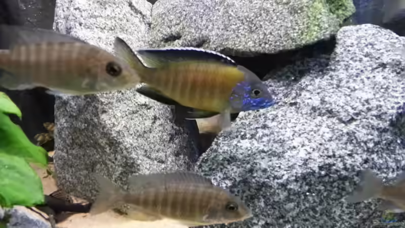 Besatz im Aquarium Becken 26057 von Udo Lehr (49)