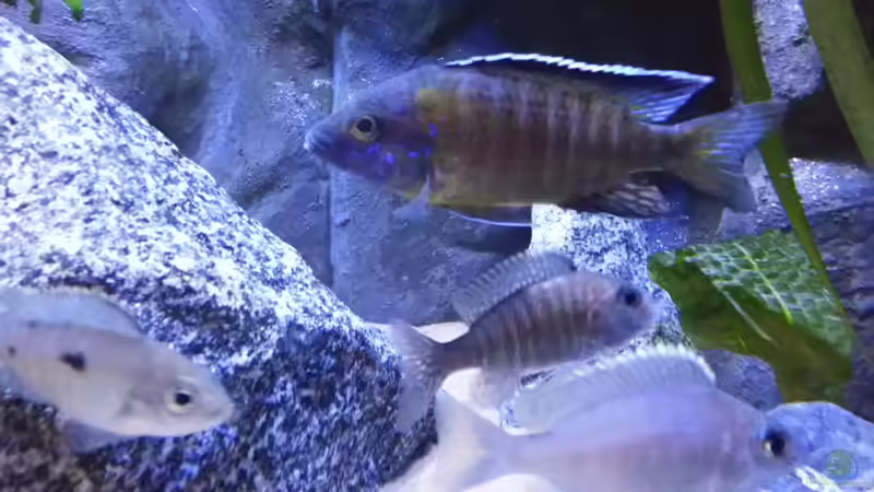 Besatz im Aquarium Becken 26057 von Udo Lehr (50)