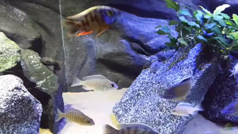 Besatz im Aquarium Becken 26057 von Udo Lehr (51)