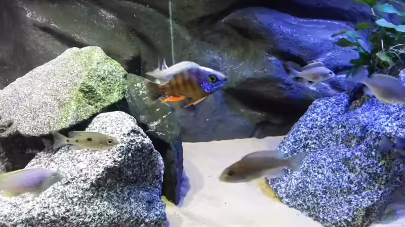 Besatz im Aquarium Becken 26057 von Udo Lehr (54)