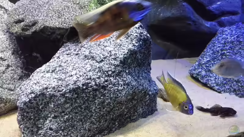 Besatz im Aquarium Becken 26057 von Udo Lehr (55)