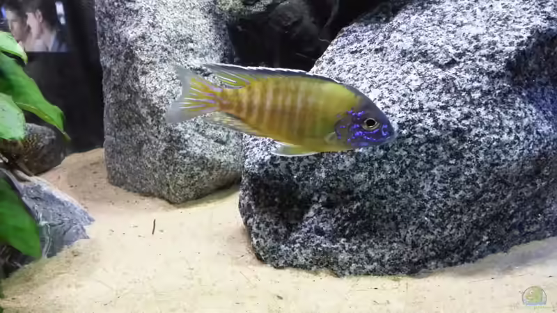 Besatz im Aquarium Becken 26057 von Udo Lehr (59)