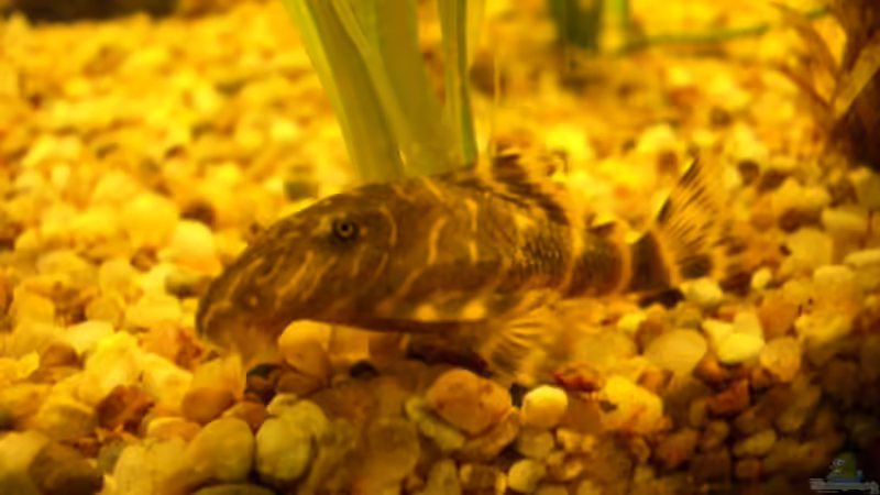 Besatz im Aquarium Becken 2607 von Axel Bauer (7)