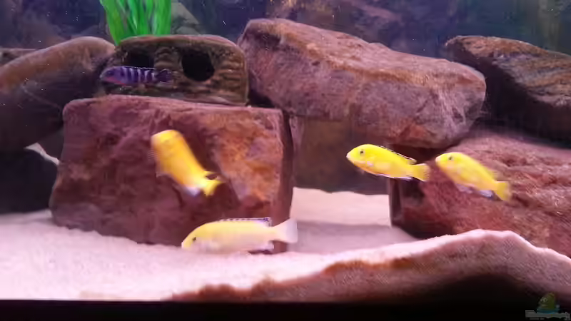 Besatz im Aquarium Becken 26079 von Malawi Maik (9)