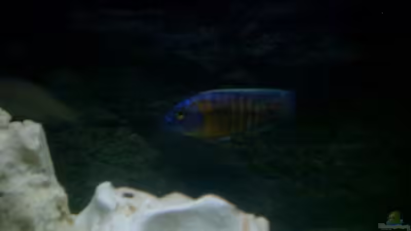 Besatz im Aquarium Becken 2615 von Andreas Scheer (9)