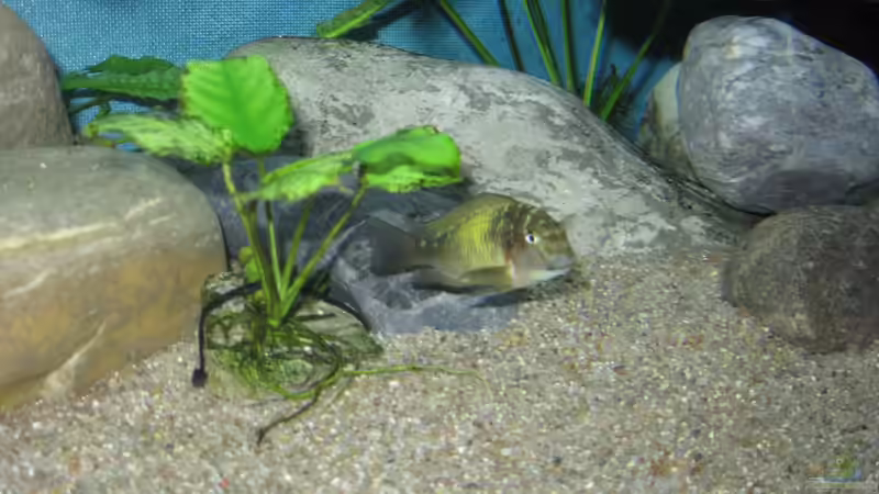 Besatz im Aquarium Becken 26227 von Jens Ullrich (10)