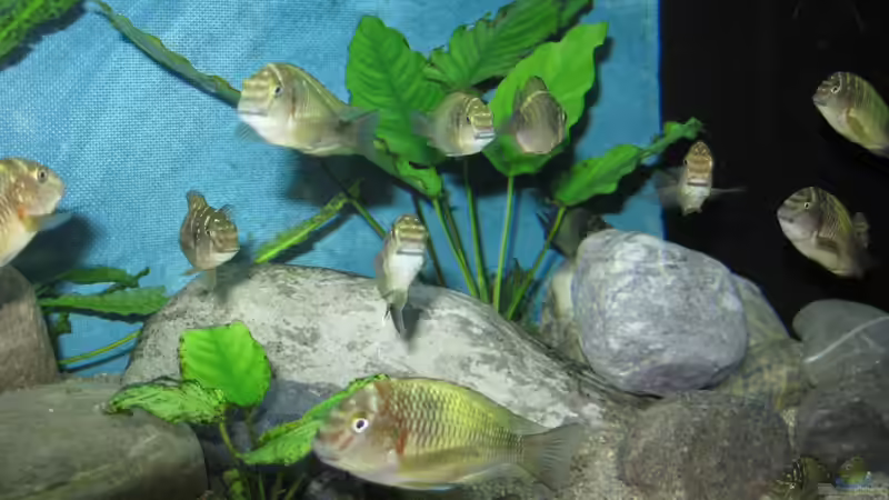 Besatz im Aquarium Becken 26227 von Jens Ullrich (11)