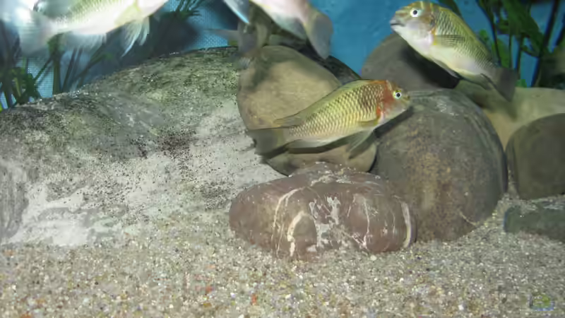 Besatz im Aquarium Becken 26227 von Jens Ullrich (5)