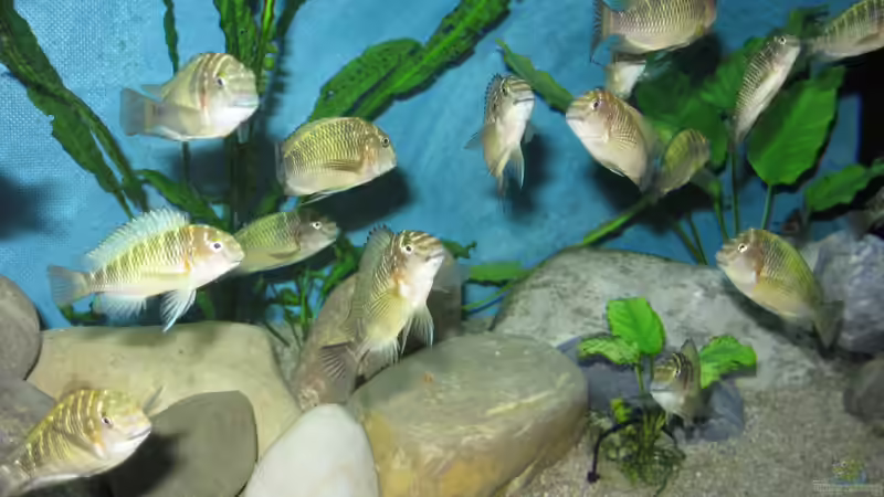 Besatz im Aquarium Becken 26227 von Jens Ullrich (6)