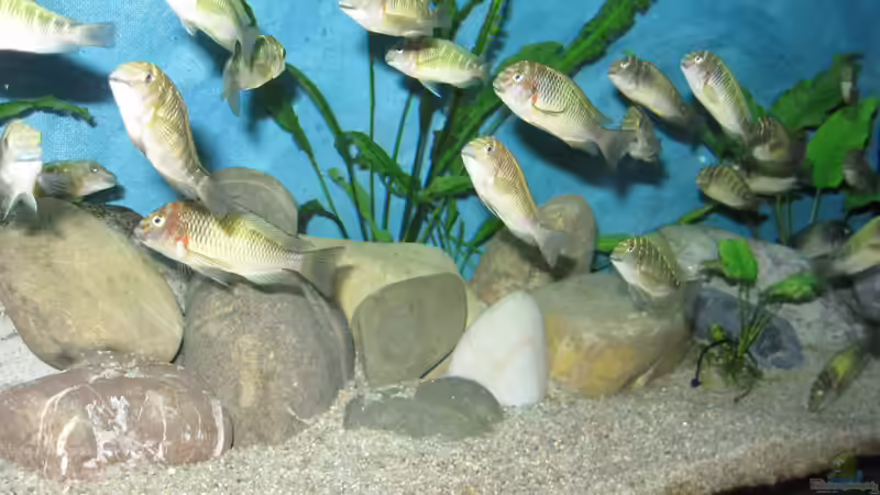 Besatz im Aquarium Becken 26227 von Jens Ullrich (7)