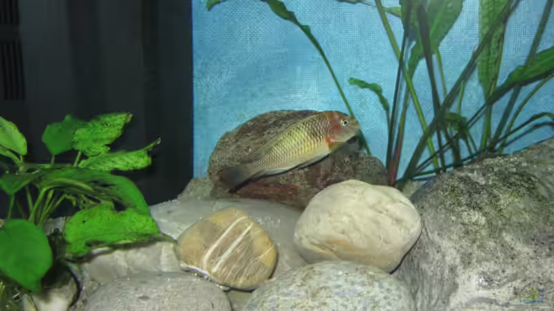 Besatz im Aquarium Becken 26227 von Jens Ullrich (8)